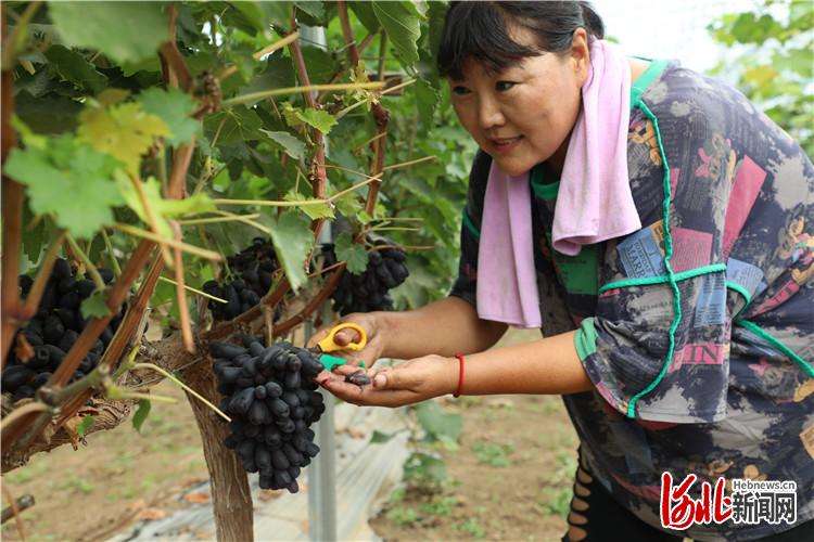 香河：葡萄架下结硕果 果园经济促增收