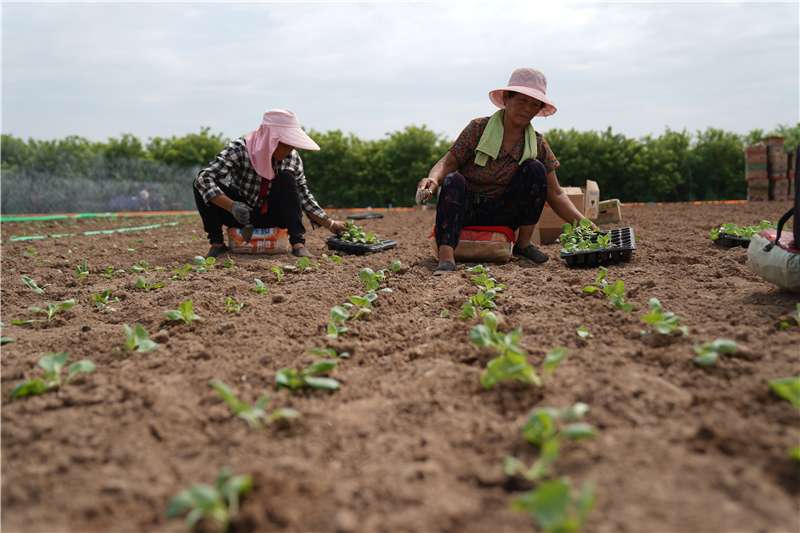 河北邢台：特色种植助农增收