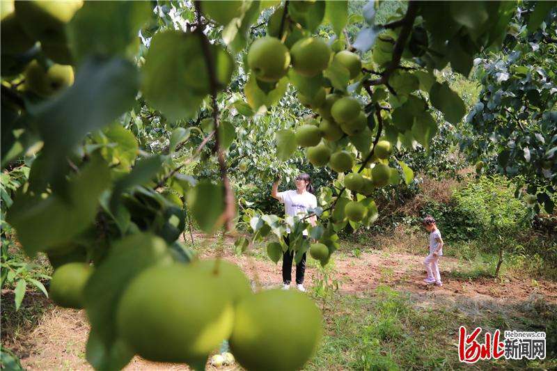 河北迁安：金秋采摘季 果香醉游人