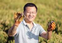河北沧县南堤村：蟹肥稻香 收获在望