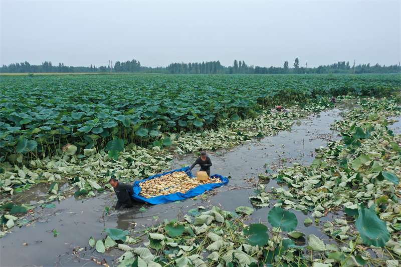 河北新河：莲藕产业助农增收