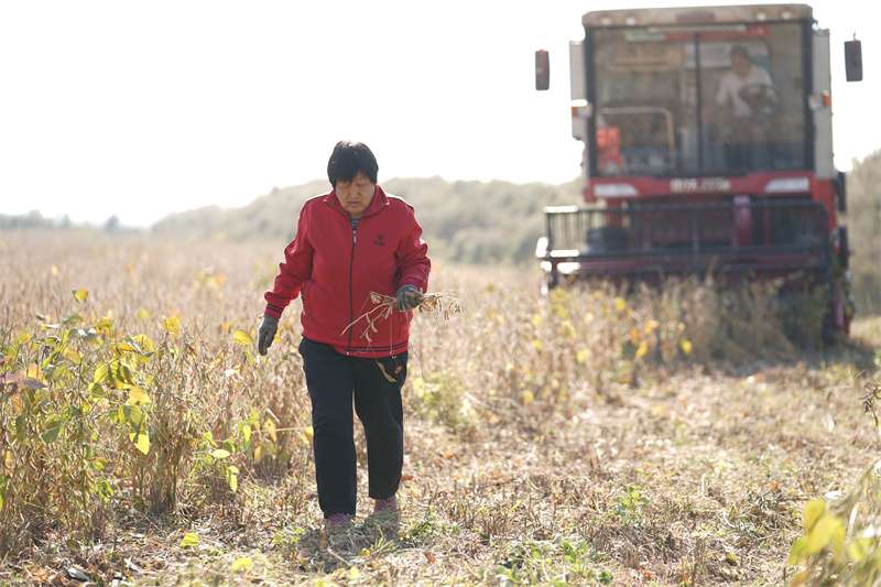 河北邢台：秋日收获忙