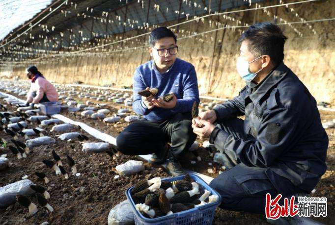 平泉市科技栽培让羊肚菌“抢鲜上市”