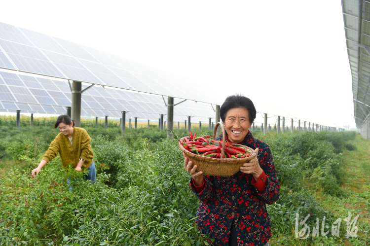 河北南宫：农光互补 绿色增收
