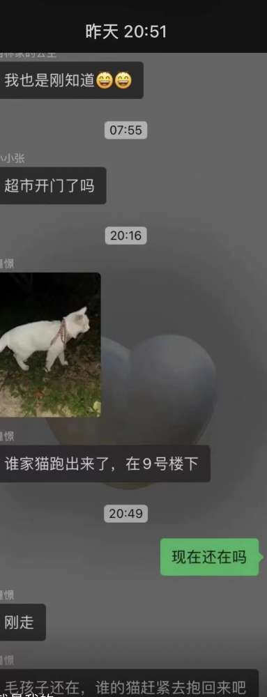 后续报道 | 石家庄全网寻找的那只叫“八两”的猫找到了！