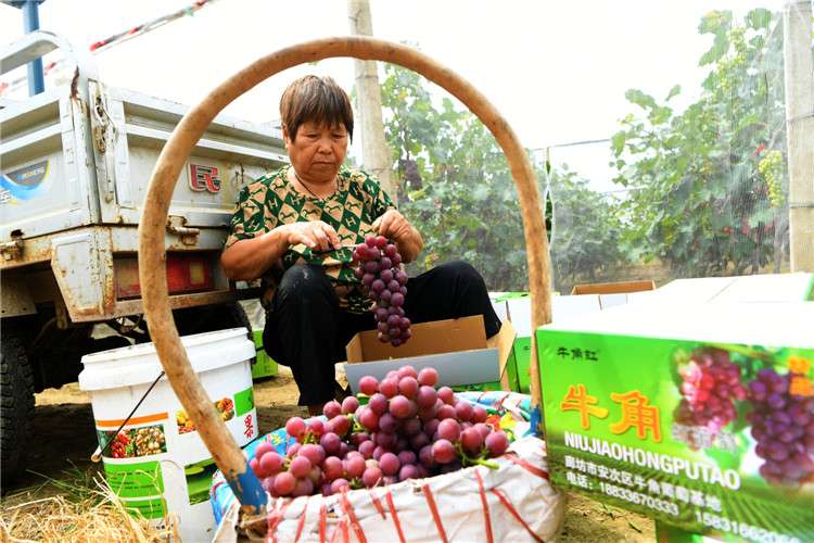 廊坊安次：小葡萄“串起”百姓致富“幸福果”