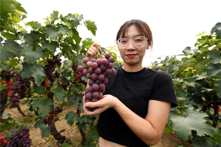 廊坊安次：小葡萄“串起”百姓致富“幸福果”