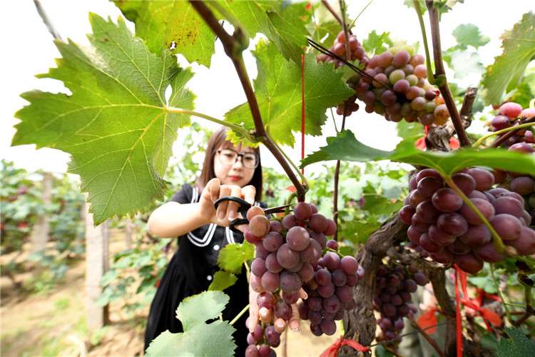 廊坊安次：小葡萄“串起”百姓致富“幸福果”