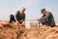 河北沙河：2万亩红薯喜丰收 村民致富劲头足