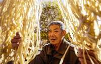 河北迁安：手工粉条“晒”出致富路