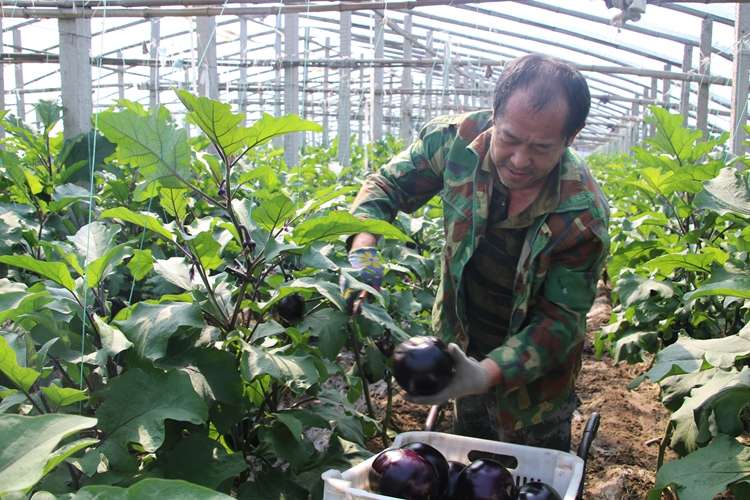 石家庄市藁城区：果蔬飘香丰收忙