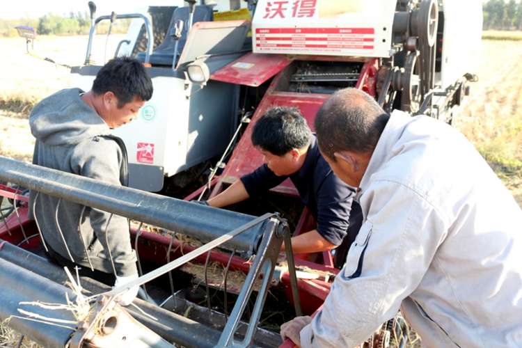 秦皇岛北戴河区“红色帮农团”助力蔬菜采收上市