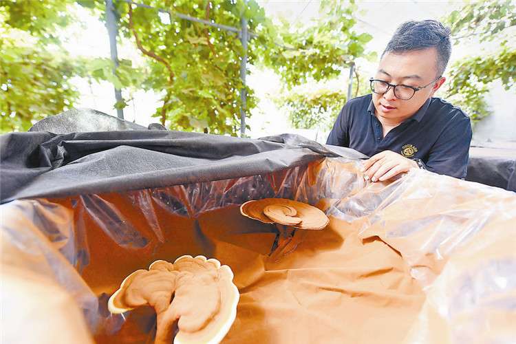 廊坊市广阳区“葡芝共生”拓宽群众致富路