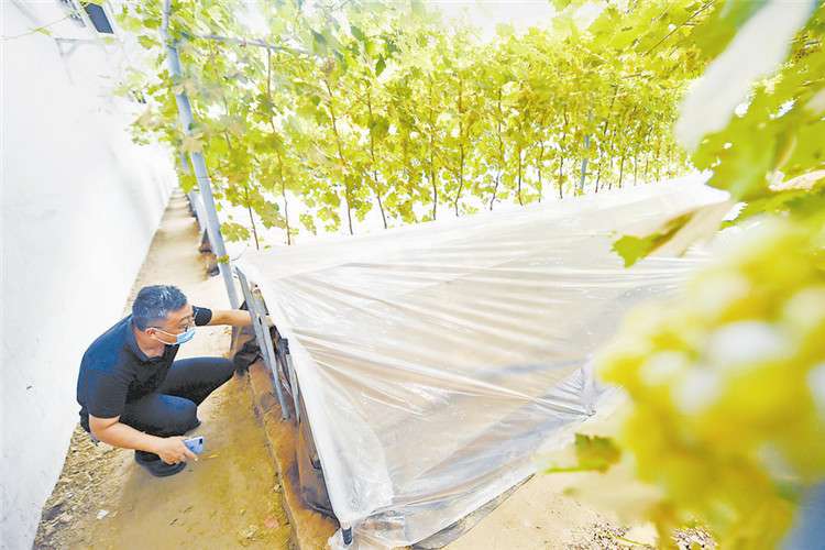 廊坊市广阳区“葡芝共生”拓宽群众致富路
