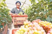 文安：特色种植 助农增收