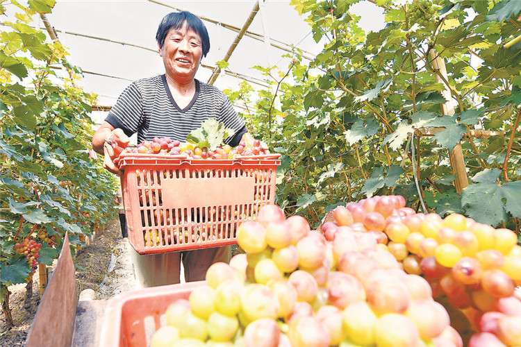 文安：特色种植 助农增收