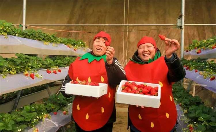 邢台宁晋小刘村由由合作社：为入股村民兑现去年分红325万元