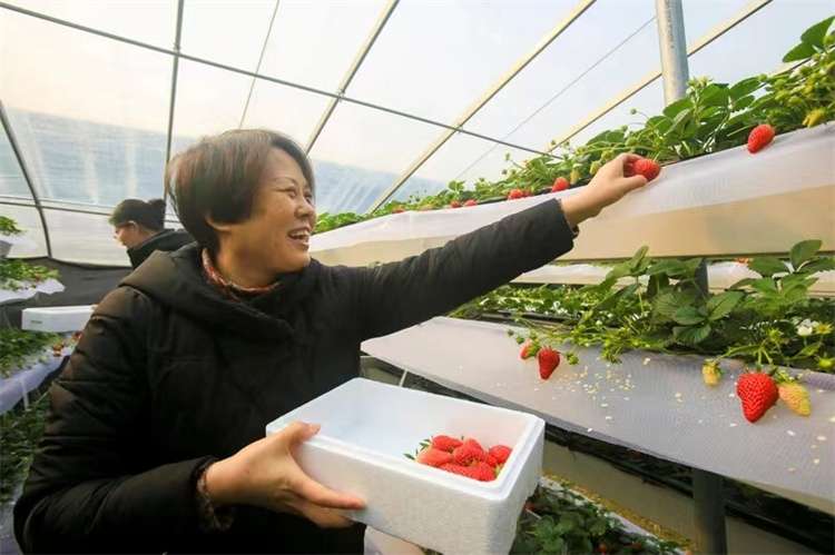 邢台宁晋小刘村由由合作社：为入股村民兑现去年分红325万元