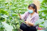廊坊广阳：“一村一品”助推乡村振兴