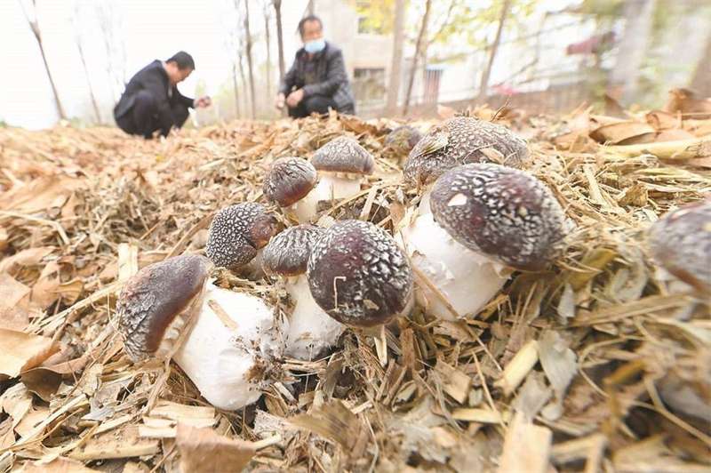 邯郸馆陶县王桥乡特色种植助力乡村产业振兴