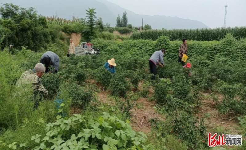 元氏县范家庄：火红辣椒致富农民