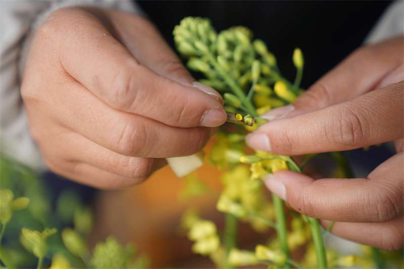河北邢台：育种生产忙
