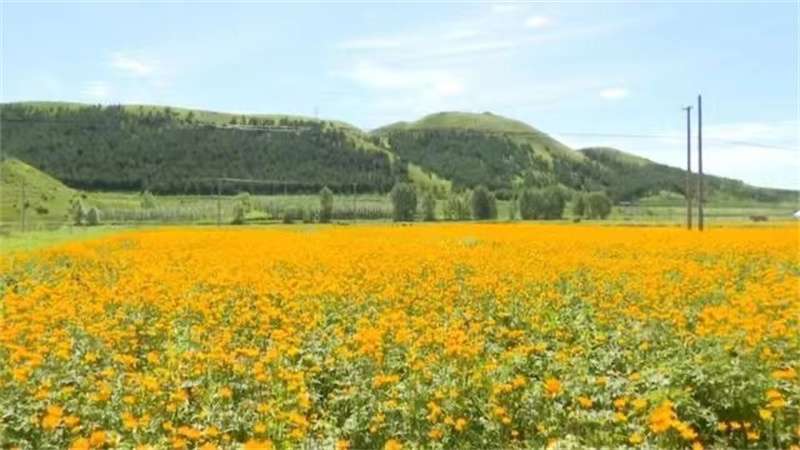张家口崇礼：金莲花开成“致富花”