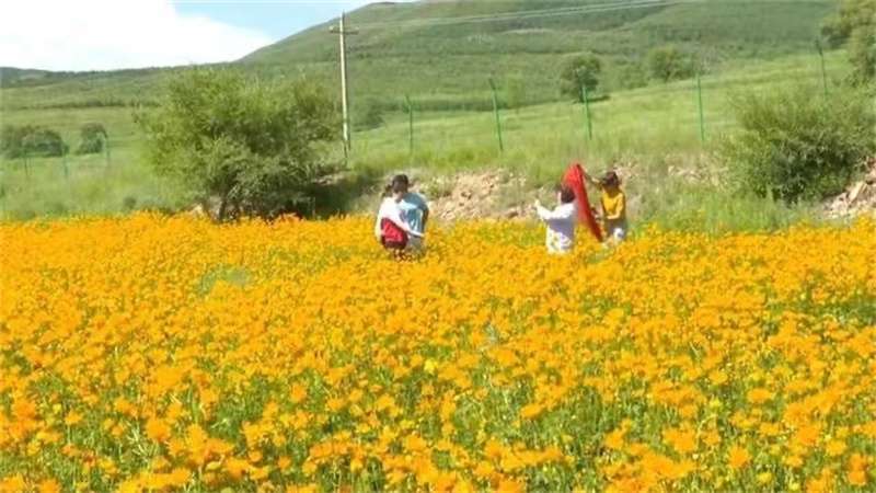 张家口崇礼：金莲花开成“致富花”