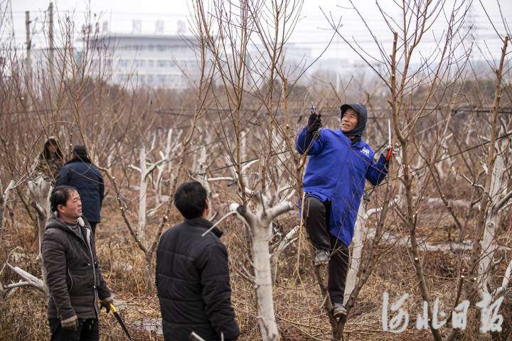 河北邯郸：科技春管修剪忙