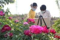 河北临城：牡丹园里写生