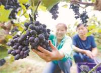 固安：收获季喜迎丰收节