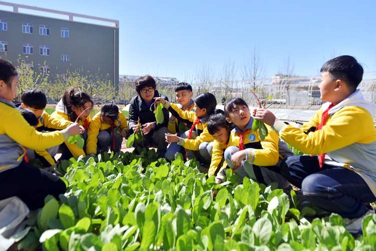 迁安：校园劳动基地“春耕”忙