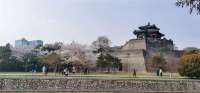 邯郸：踏青赏花 享受春光