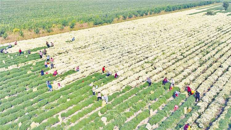 ​廊坊：特色农业带动农民增收致富