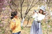 邯郸武安市管陶乡禅房村梅花进入盛花期