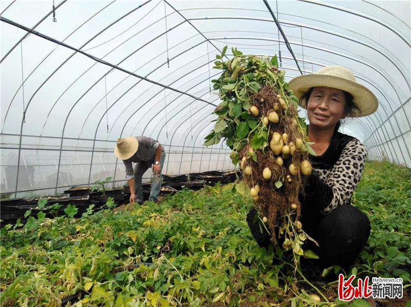 着力打造农业特色产业集群 特色名片为张家口农业“代言”