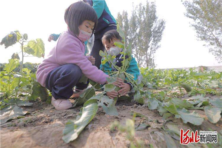 廊坊市广阳区：采摘正当时 乡村产业旺