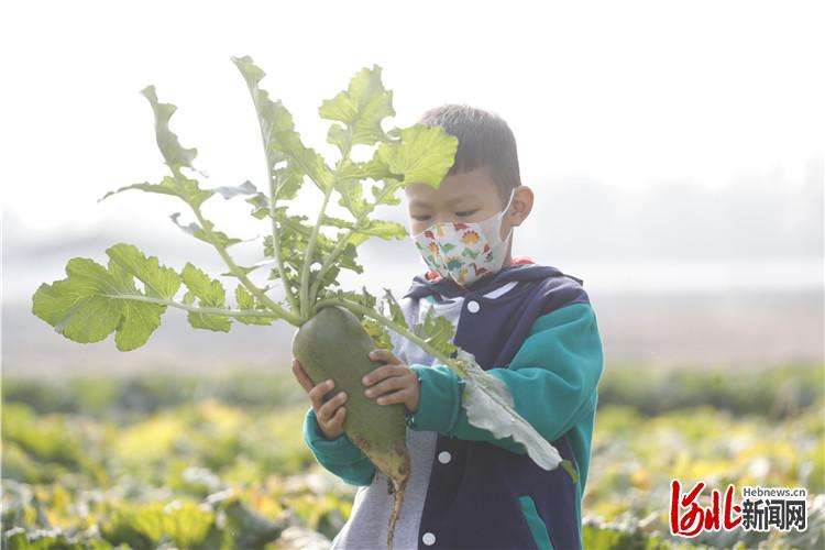 廊坊市广阳区：采摘正当时 乡村产业旺