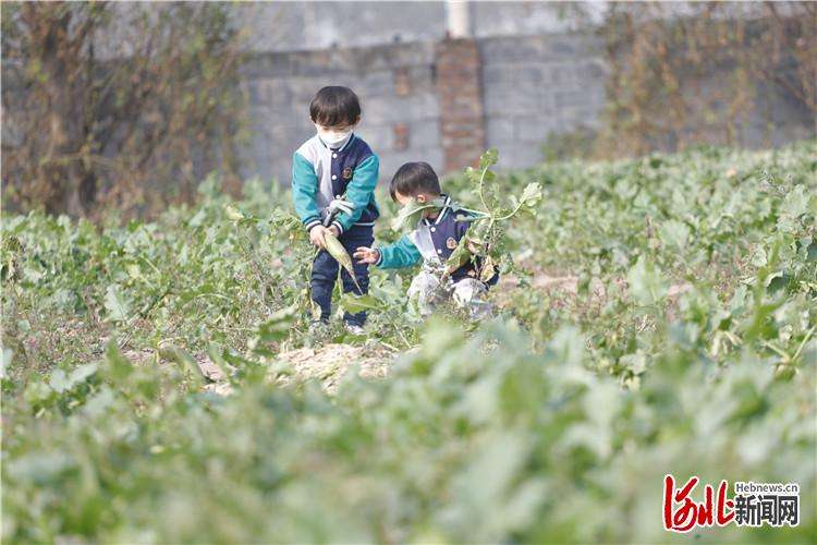 廊坊市广阳区：采摘正当时 乡村产业旺