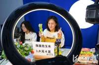河北张家口市万全区：直播带货 鲜食玉米走俏