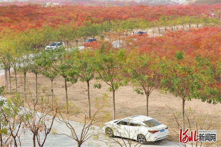 三河东矿区华丽转身 漫山红叶成市民打卡地