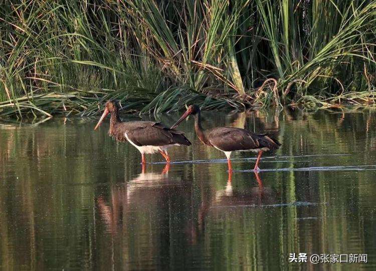 一级珍禽黑鹳现身张家口明湖
