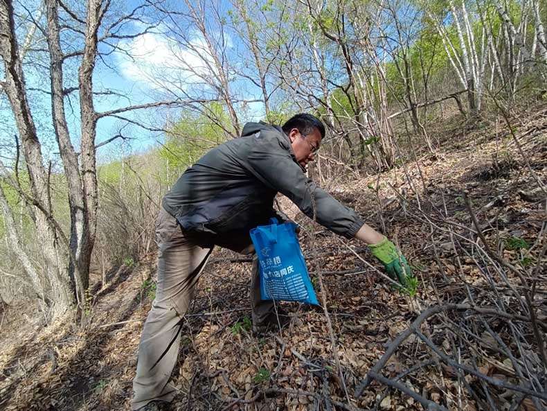隆化县西底沟村采摘野菜正当时