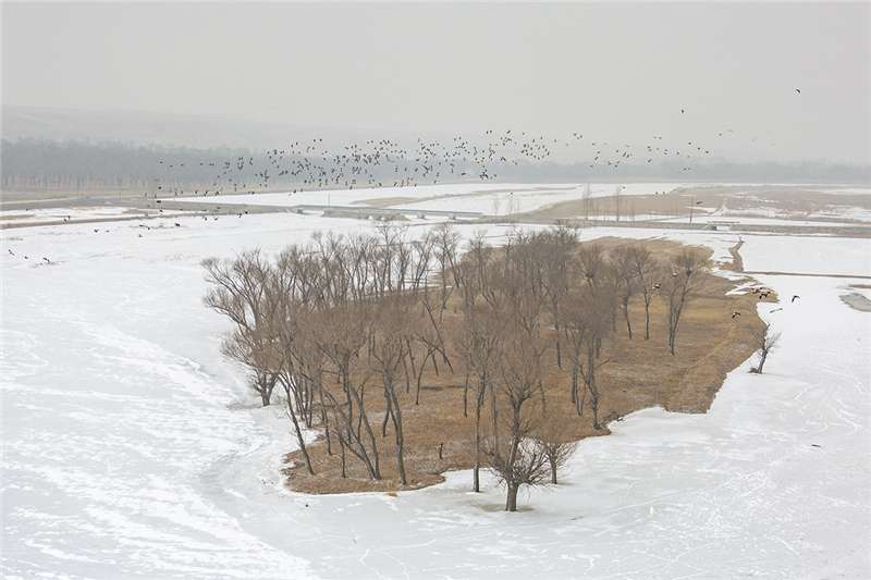张家口阳原：桑干春雪鸟游弋