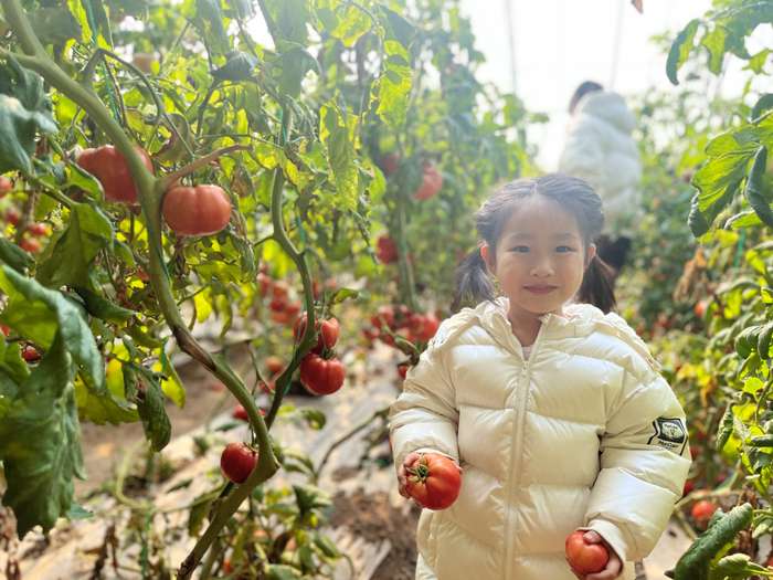 张家口万全区旧堡乡：西红柿采摘销售忙