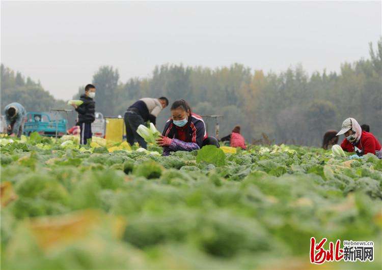 河北固安：冬储菜采收忙