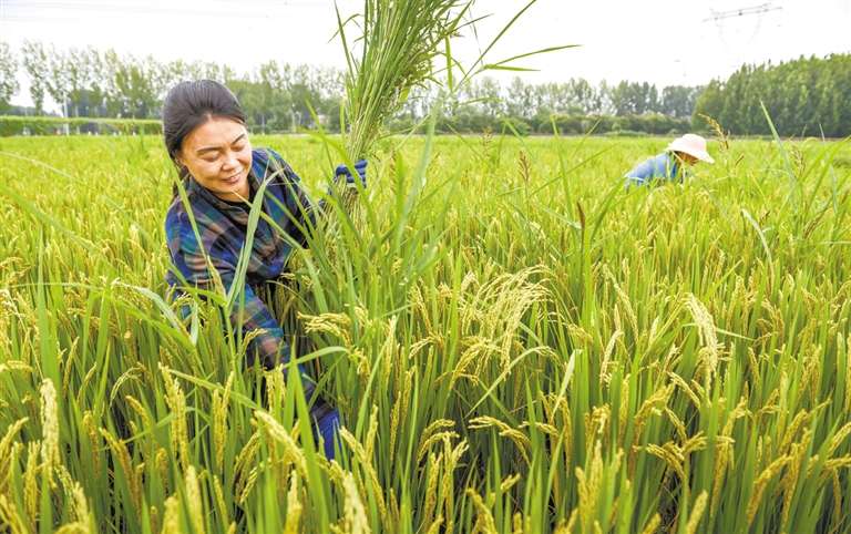 河北涿州市8500亩水稻丰收在望