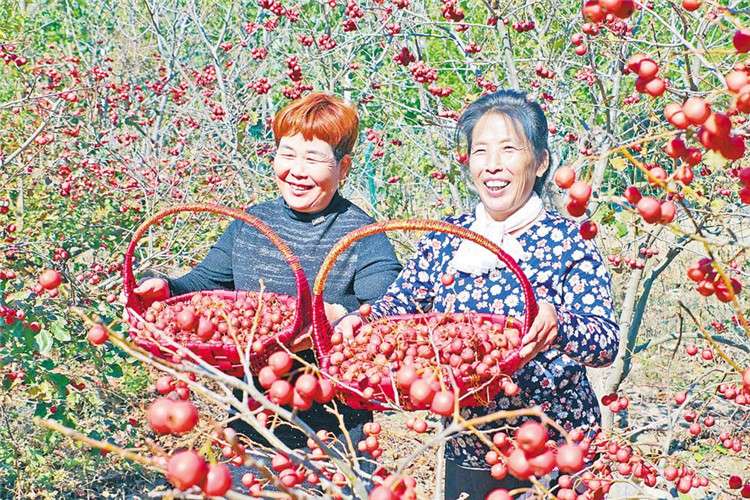 廊坊：特色农业助农增收