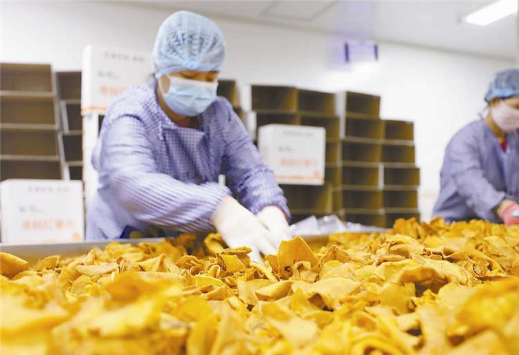 廊坊市固安县红薯深加工培育“甜蜜”产业