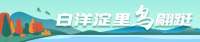 白洋淀里鸟蹁跹③丨会长跑的“飞行员”